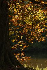 Leuchtender Baum an der Roseninsel