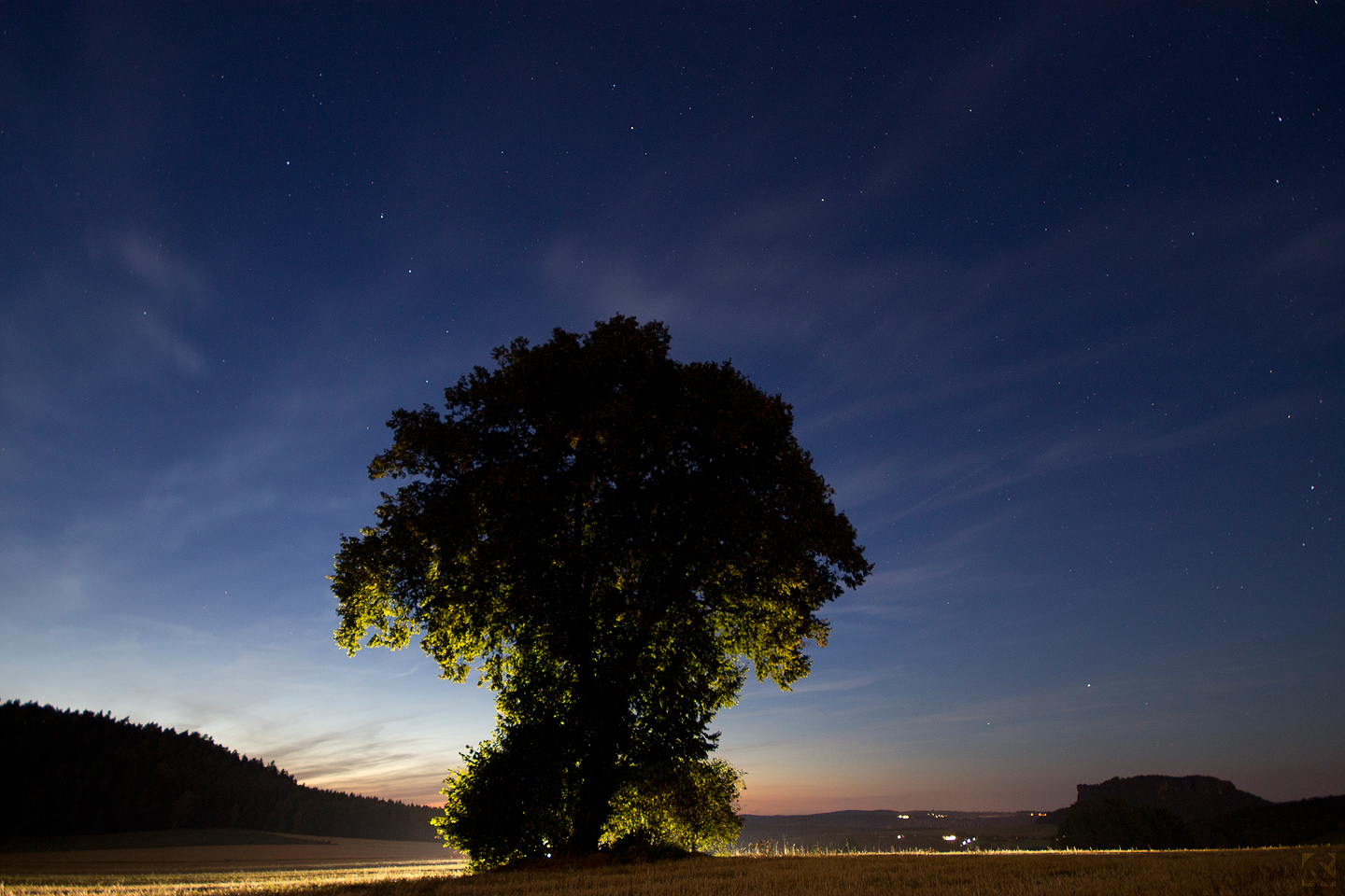 leuchtender Baum