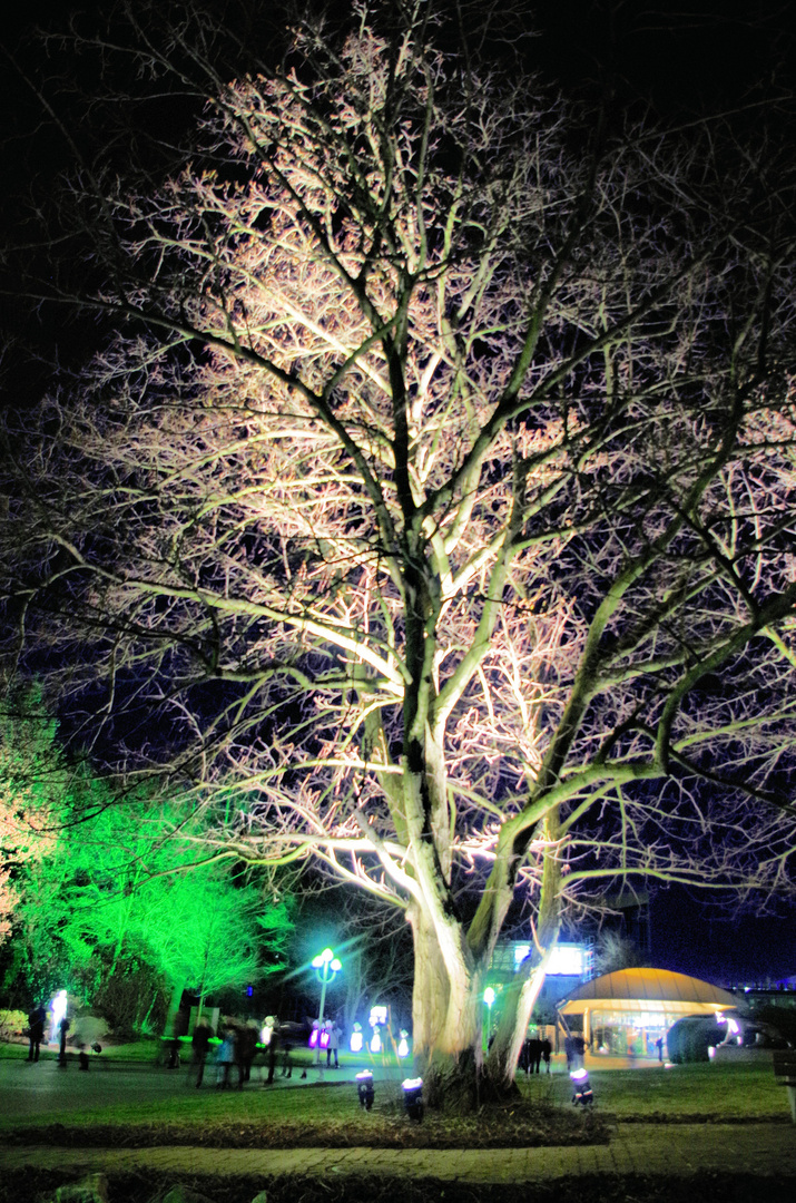 Leuchtender Baum, Baum Zoom, Gruga park. Parkleuchten,