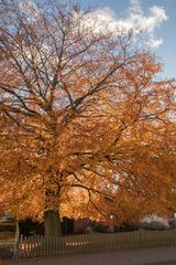 Leuchtender Baum