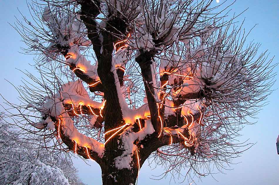leuchtender baum Foto & Bild jahreszeiten, winter, natur Bilder auf