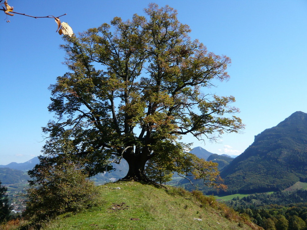 leuchtender Baum im Herbst