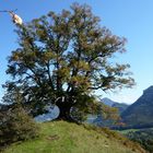 leuchtender Baum im Herbst