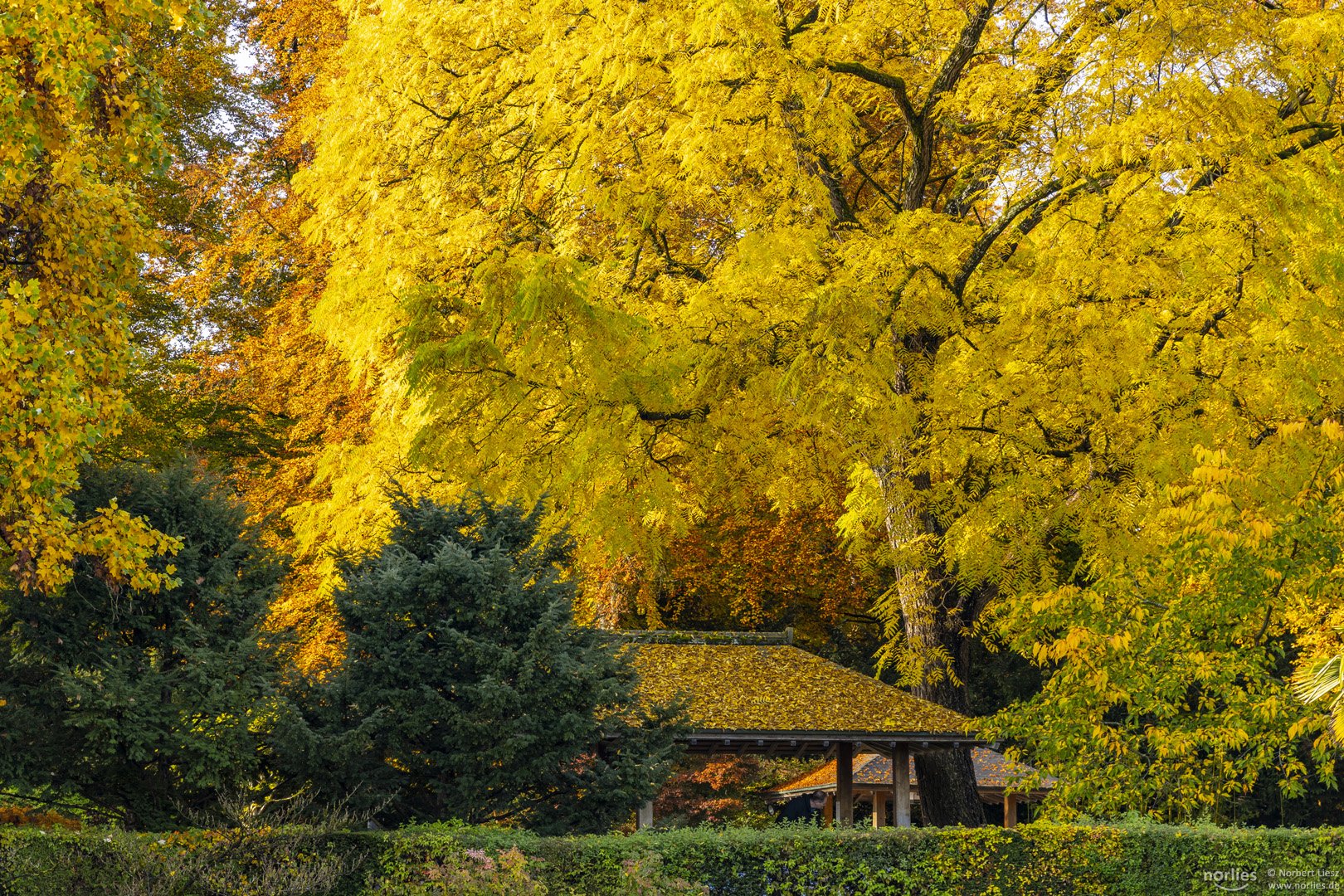 Leuchtender Baum im Herbst