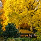 Leuchtender Baum im Herbst