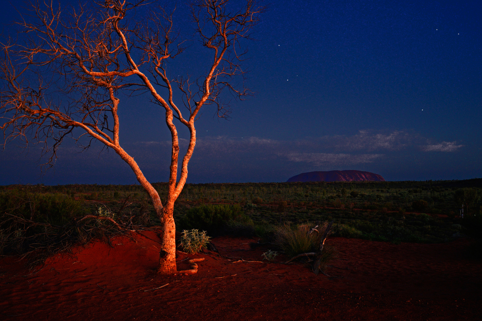 Leuchtender Baum im Outback