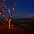 Leuchtender Baum im Outback