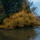 leuchtender Baum, shining tree