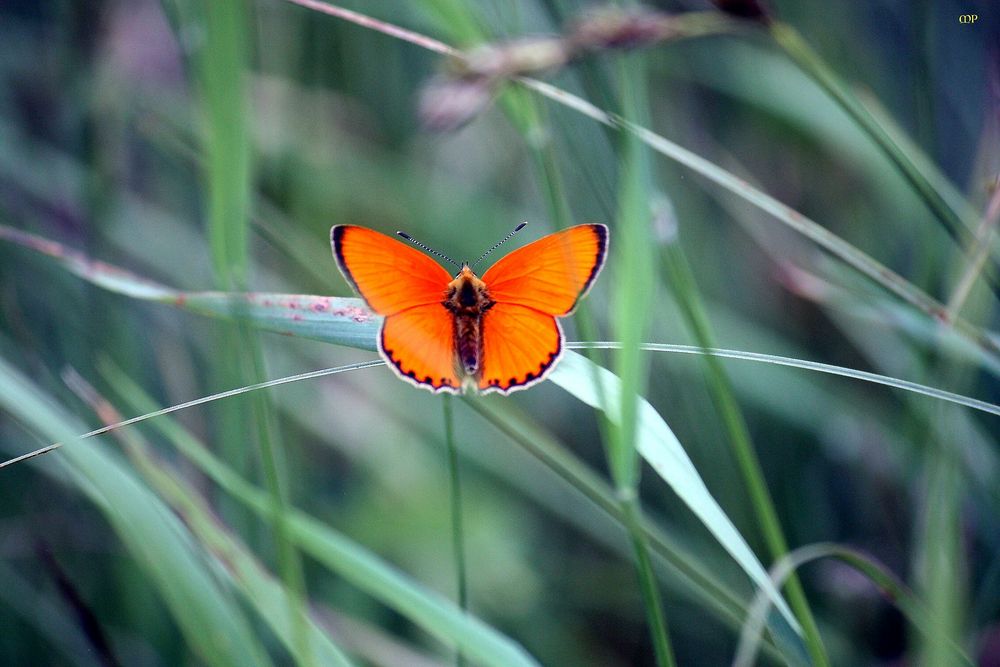 leuchtender Dukatenfalter