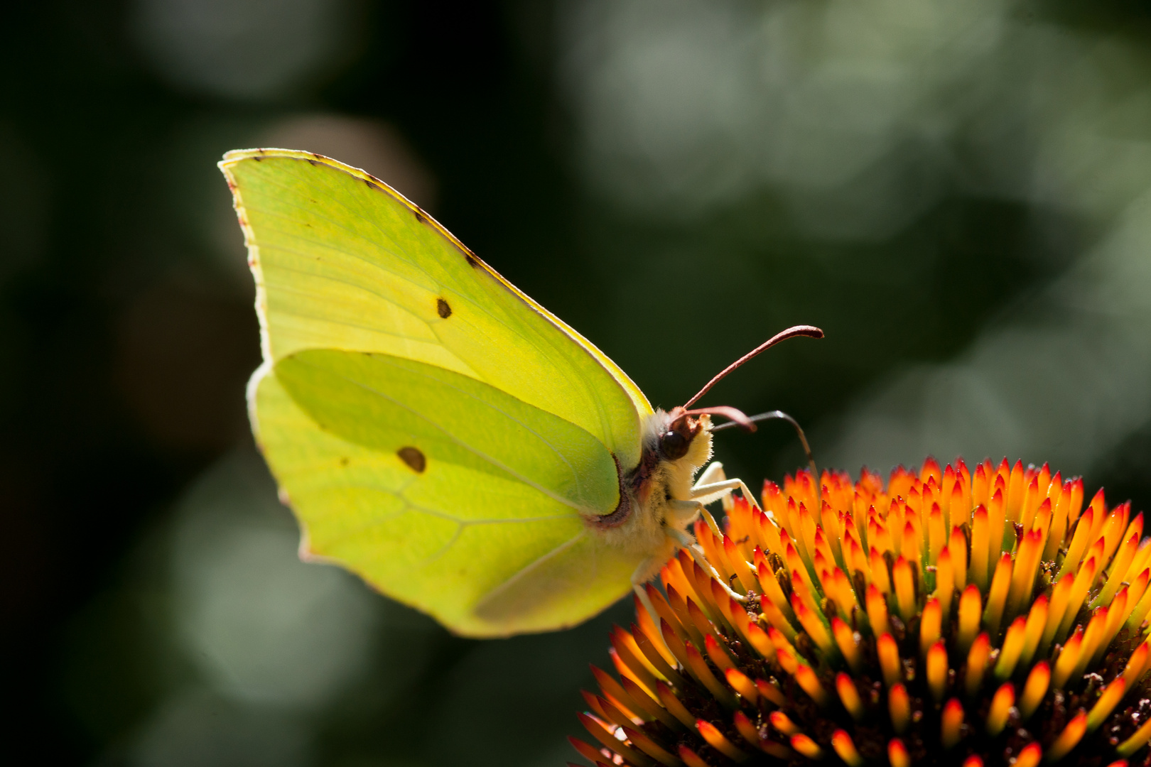 Leuchtender Falter auf Echinacea