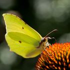 Leuchtender Falter auf Echinacea