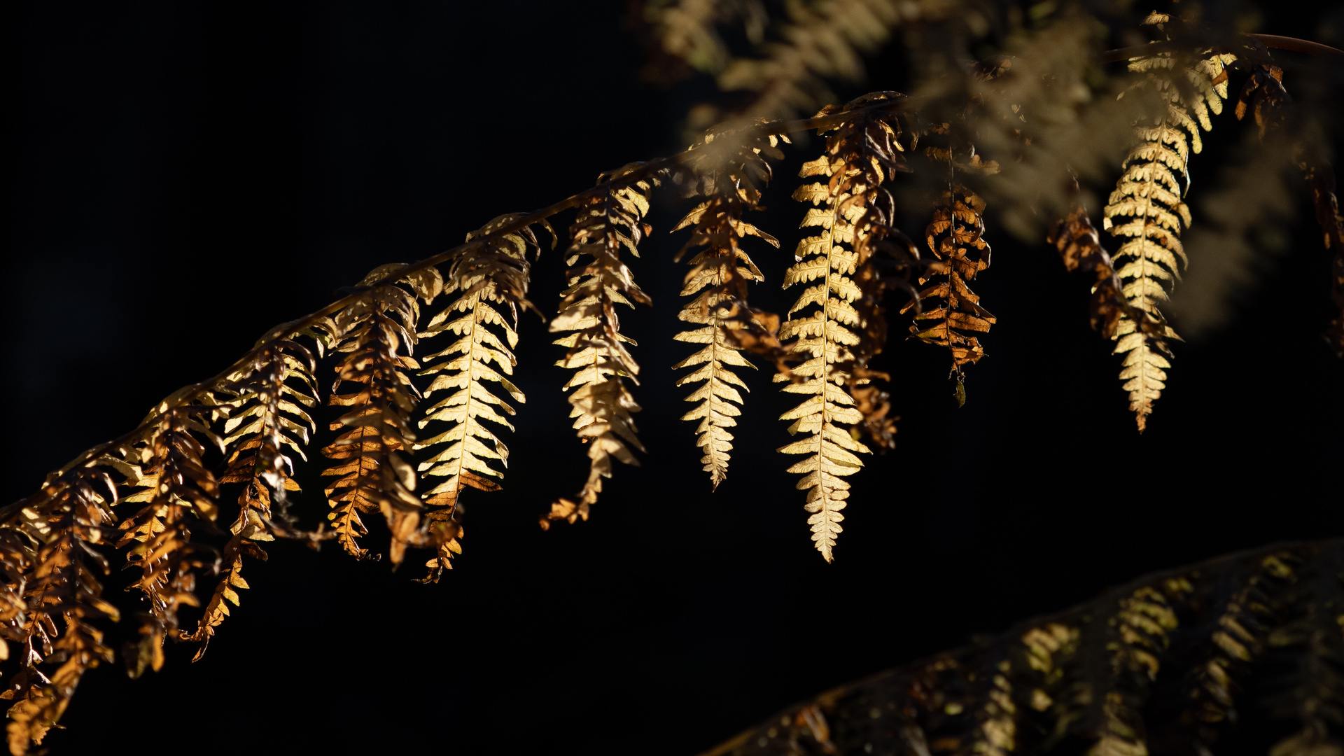 leuchtender Farn im dunkeln Wald