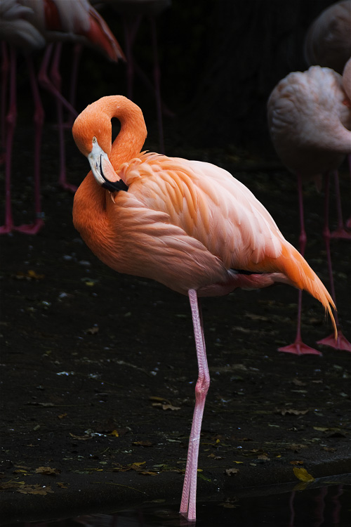 leuchtender Flamingo