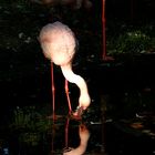 leuchtender Flamingo