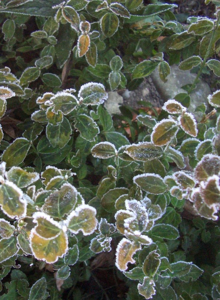 leuchtender frost im garten