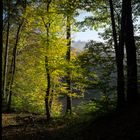 Leuchtender Frühherbst