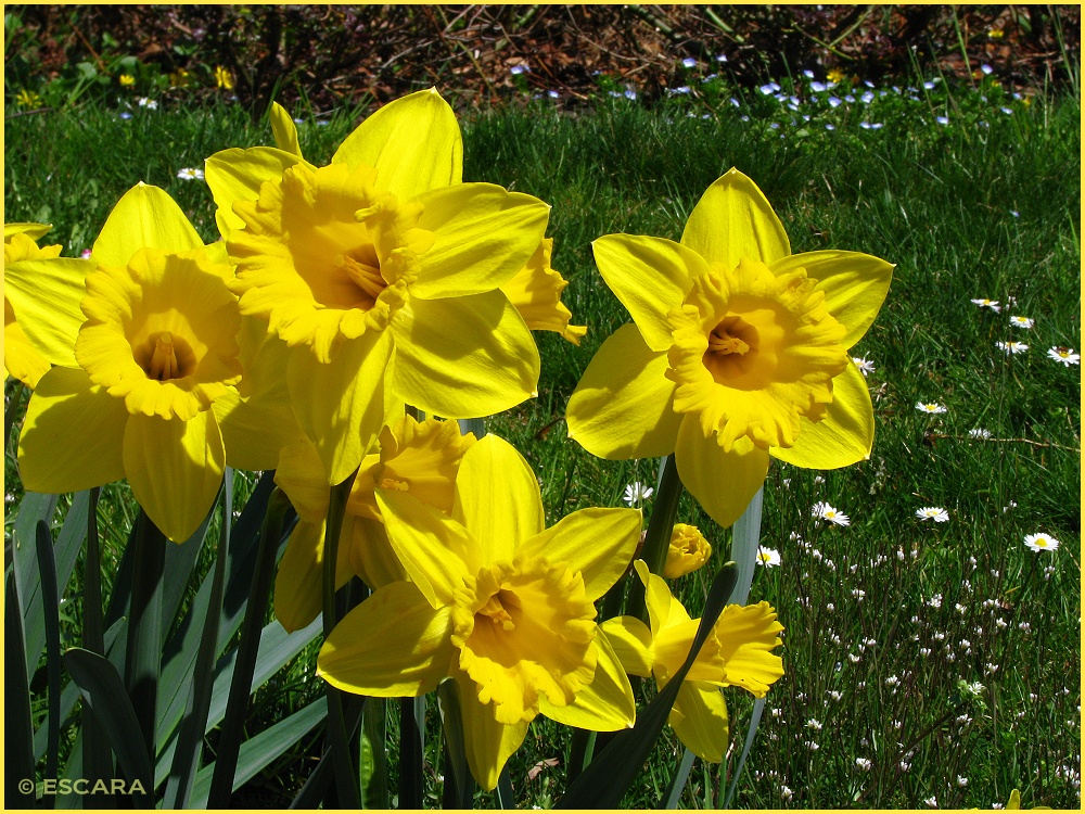 Leuchtender Frühling