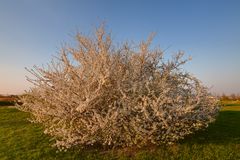 Leuchtender Frühling