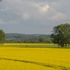 Leuchtender Frühling