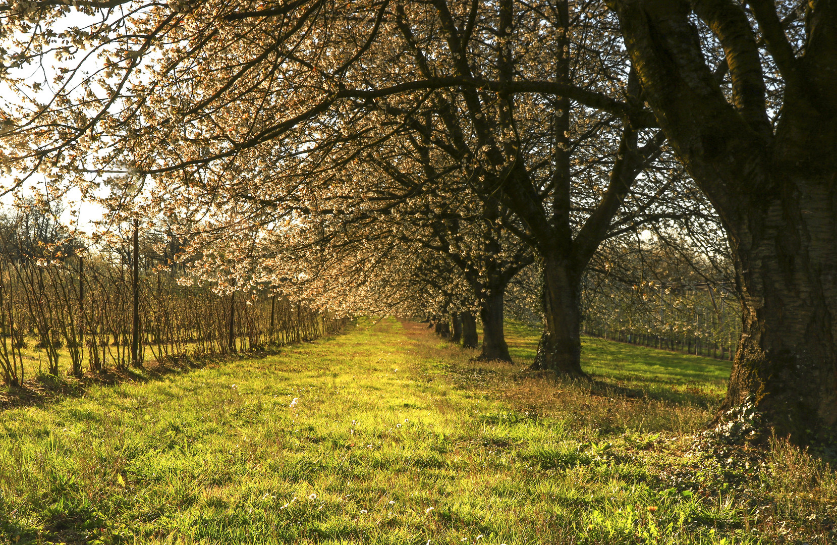 Leuchtender Frühling