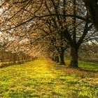 Leuchtender Frühling