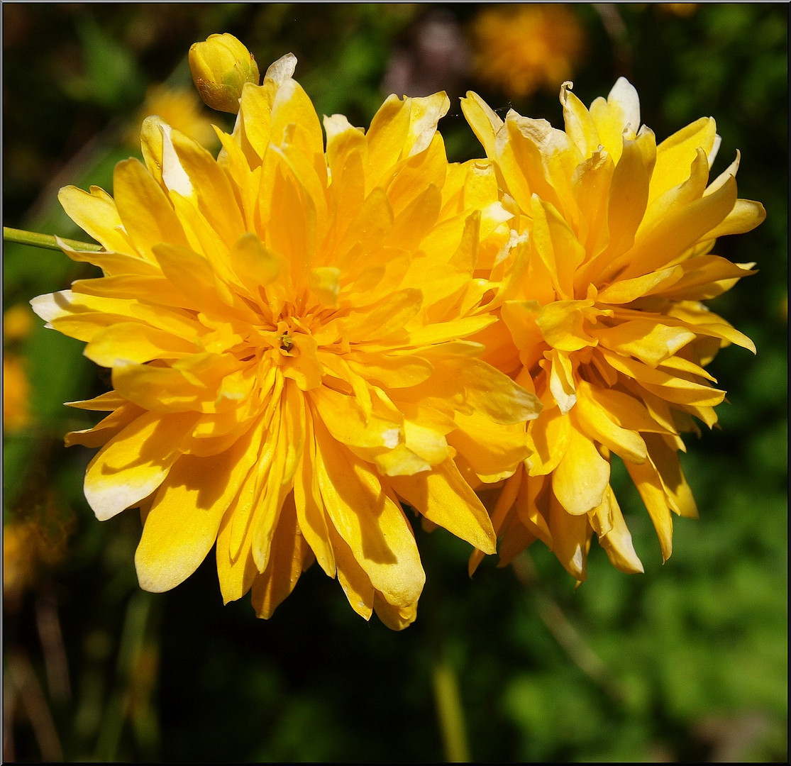 Leuchtender Frühling