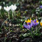 Leuchtender Frühling