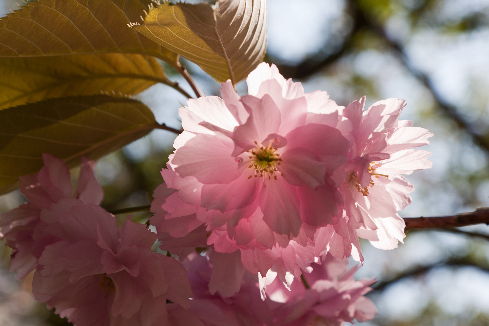 Leuchtender Frühlingsgruß aus Bruchsal in Rosa ...