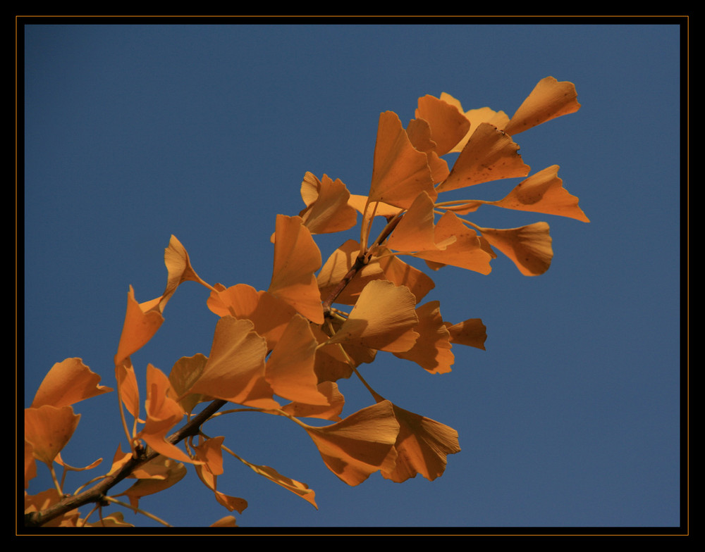 Leuchtender Ginkgo