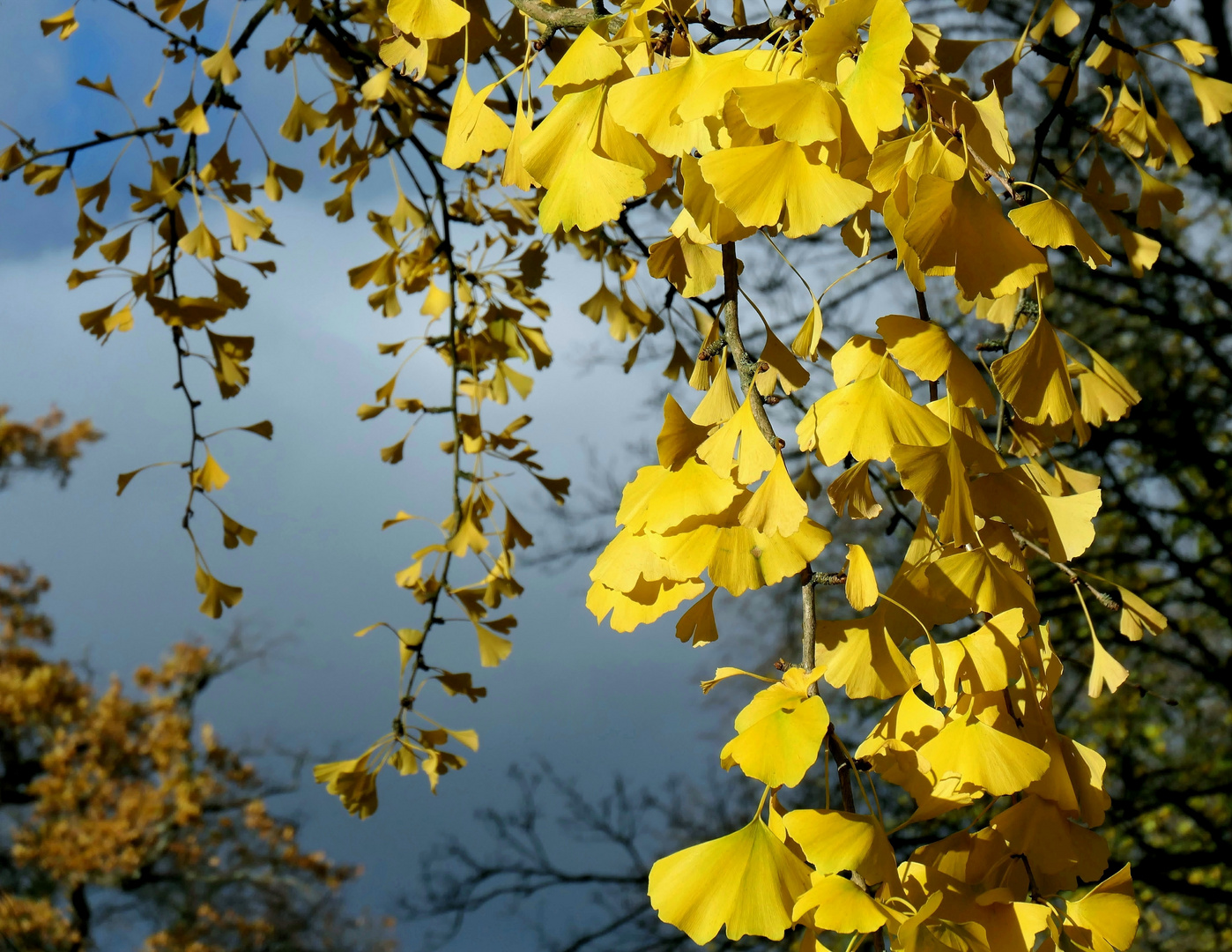 leuchtender Ginkgo