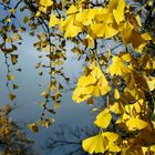 leuchtender Ginkgo