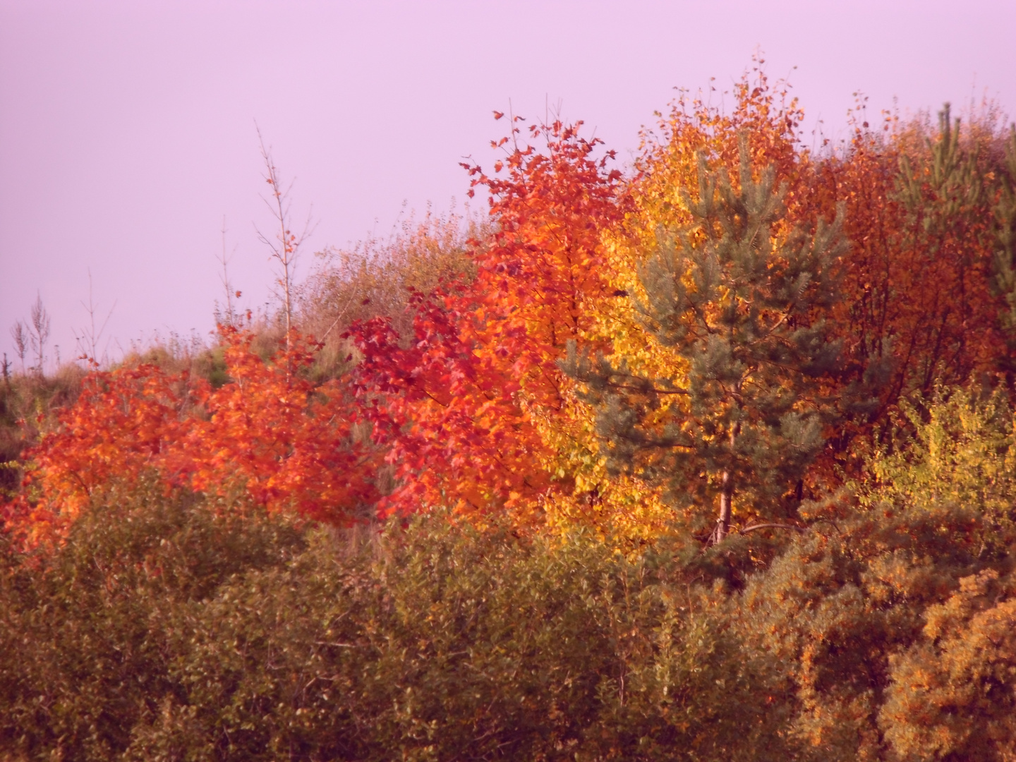 leuchtender Herbst 2