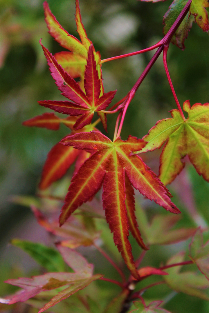 Leuchtender Herbst 