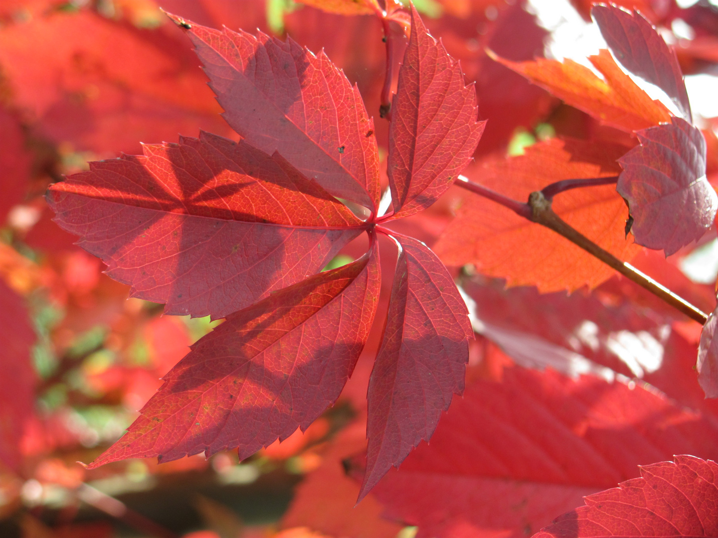 leuchtender Herbst