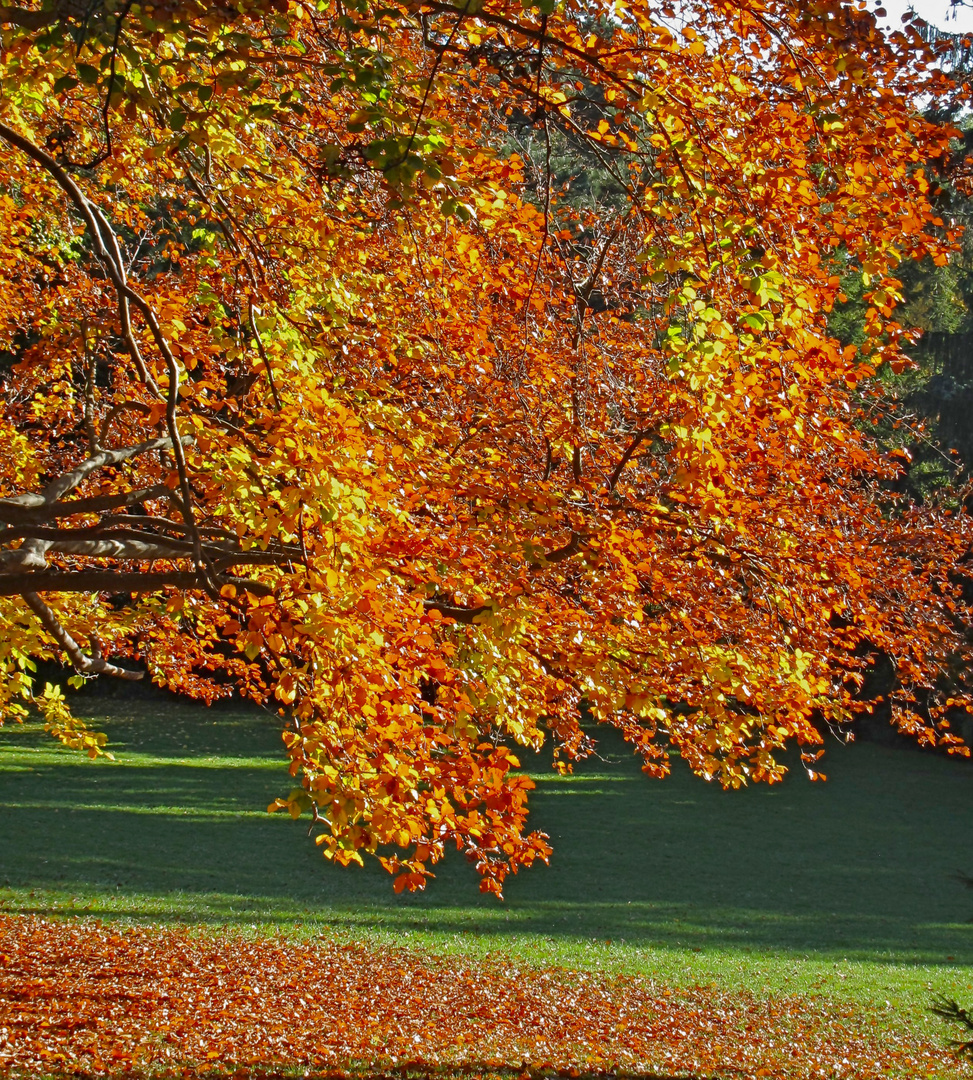 leuchtender herbst