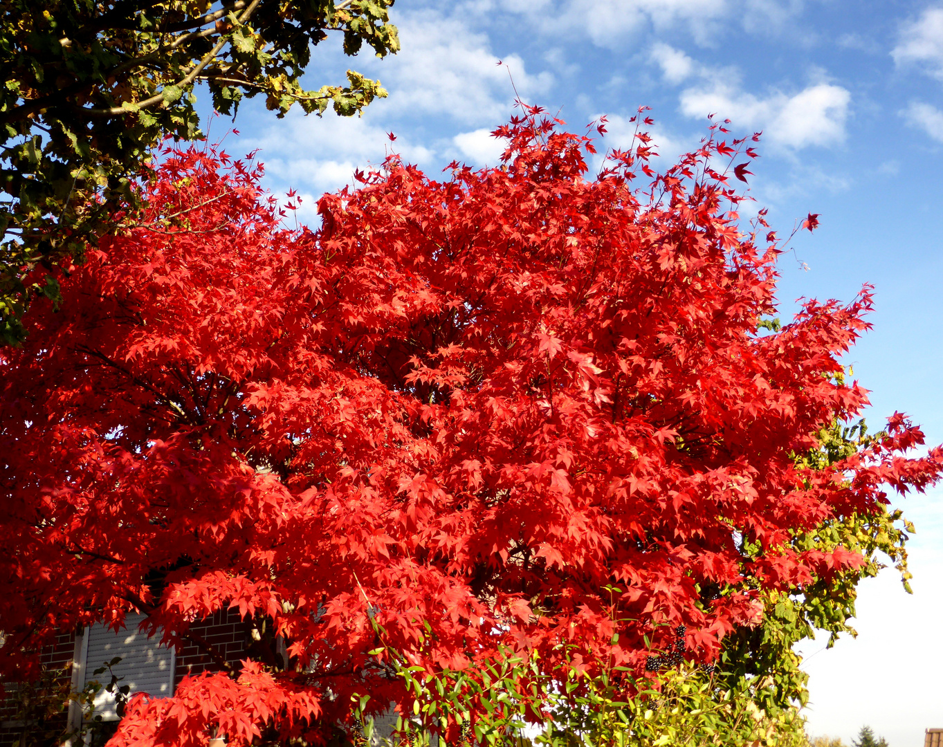 Leuchtender Herbst