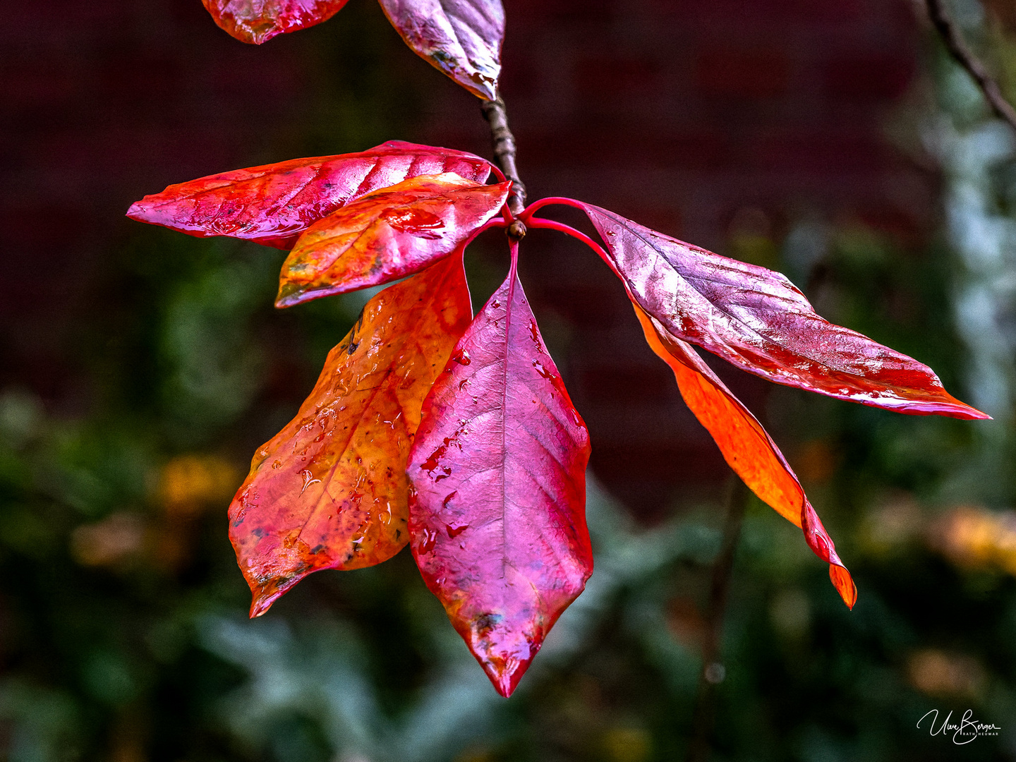 Leuchtender Herbst