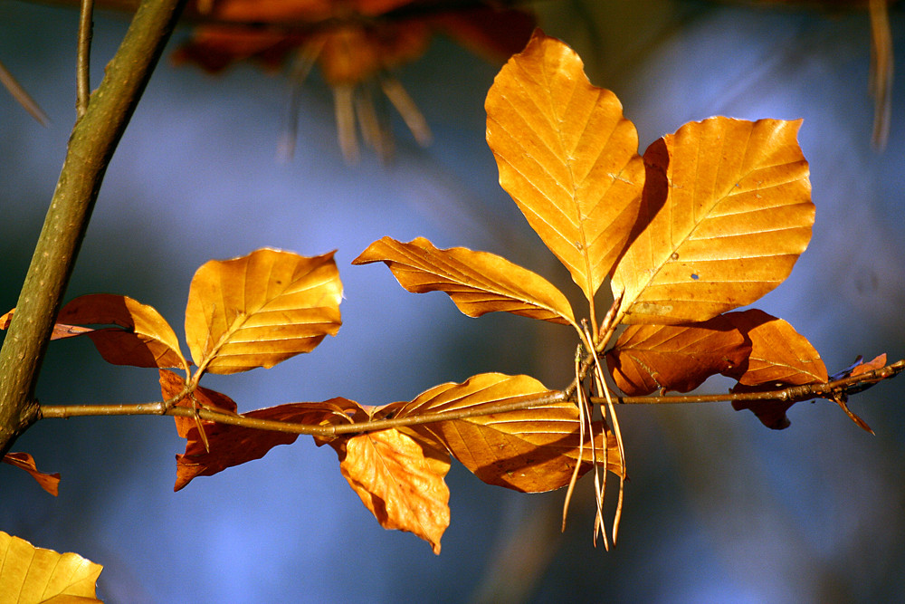 Leuchtender Herbst