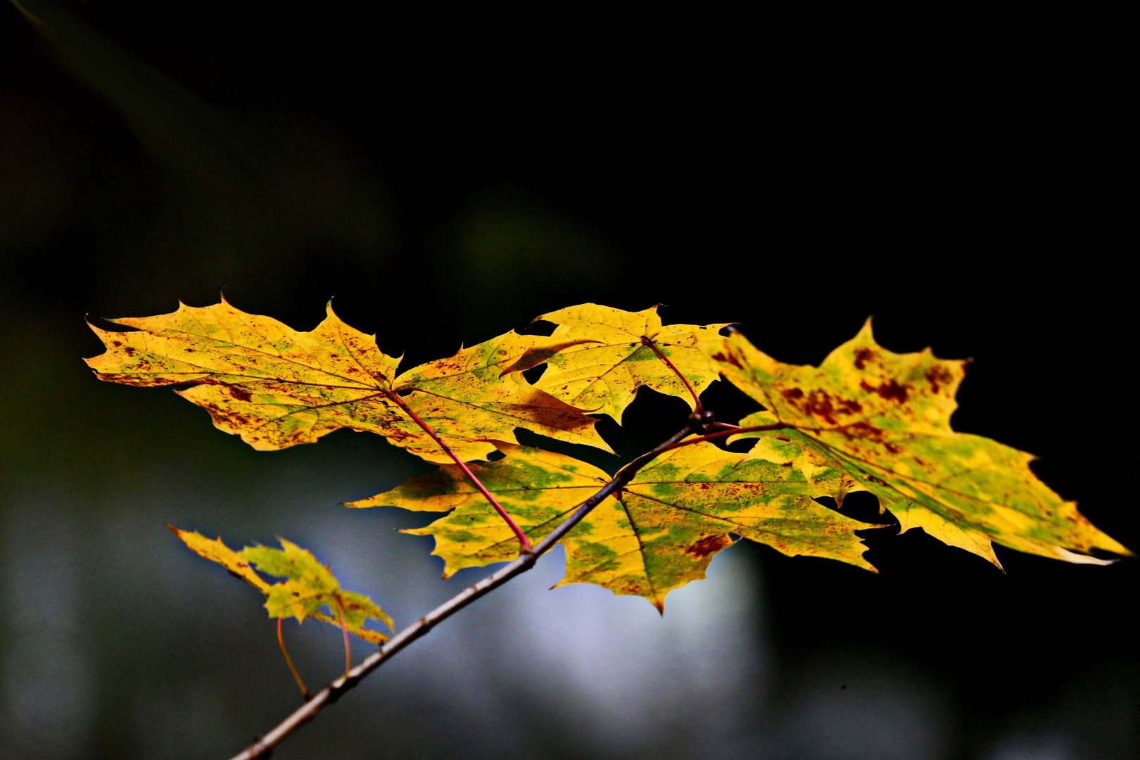 leuchtender Herbst