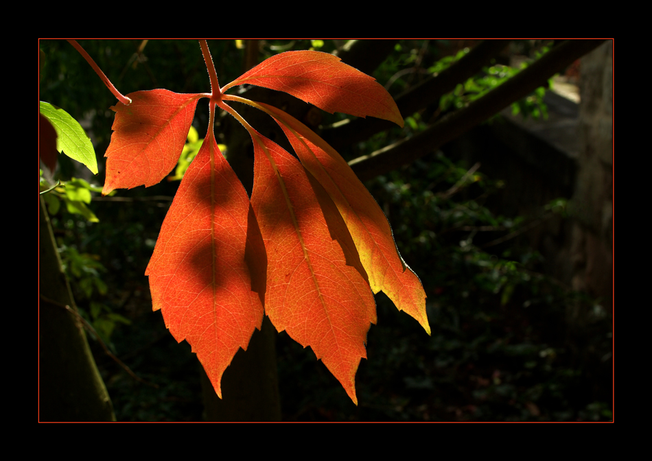 leuchtender Herbst