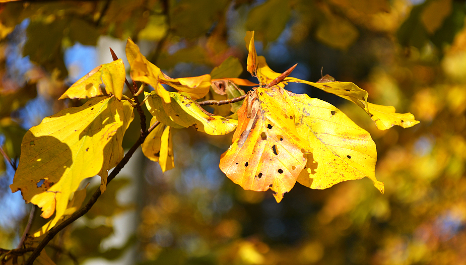 Leuchtender Herbst