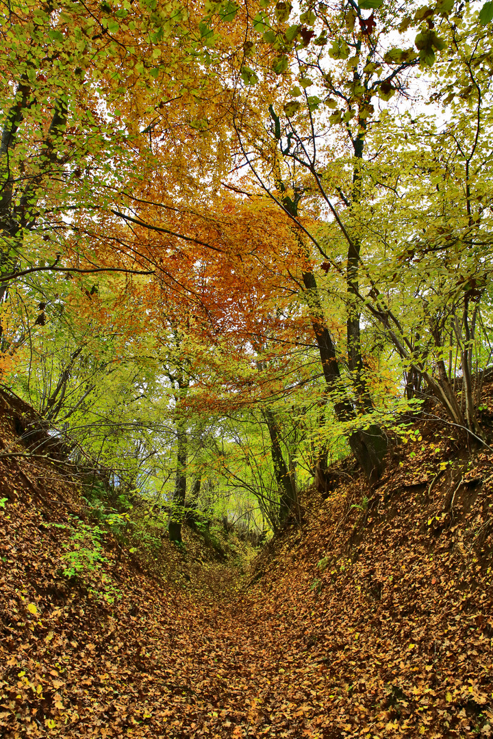 Leuchtender Herbst