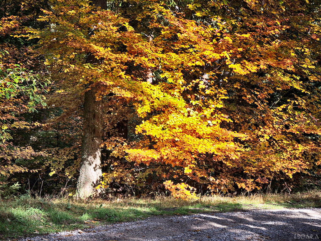 Leuchtender Herbst