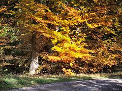 Leuchtender Herbst