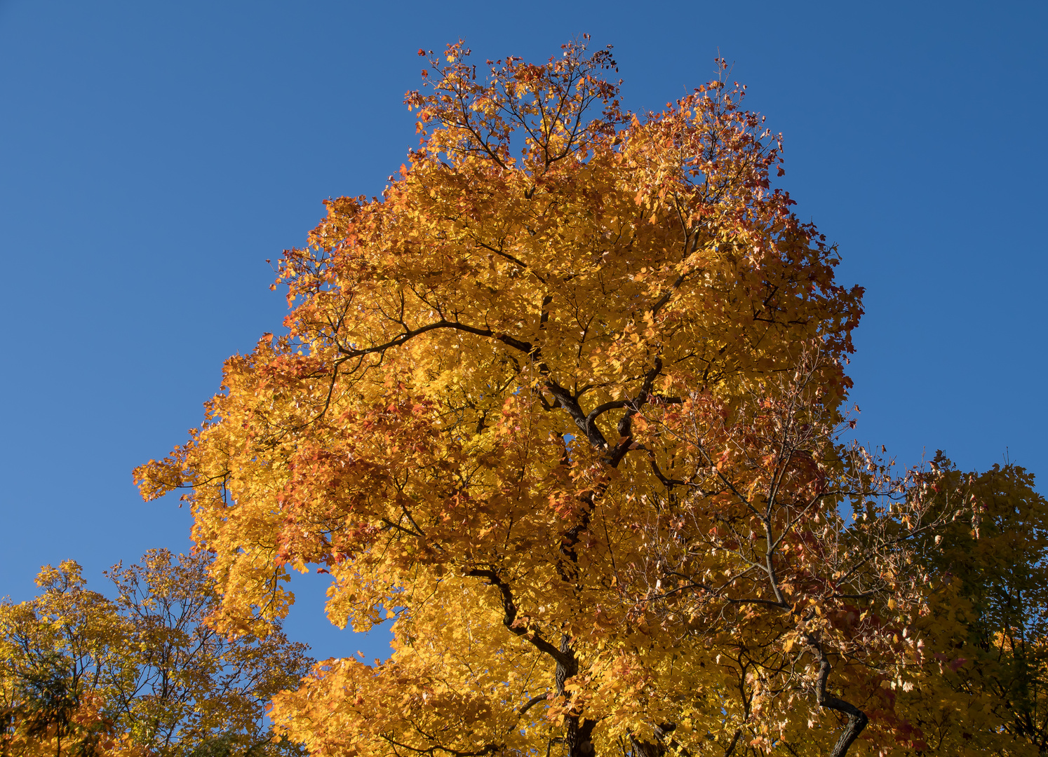 LEUCHTENDER HERBST