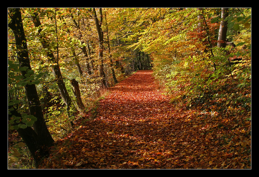 Leuchtender Herbst