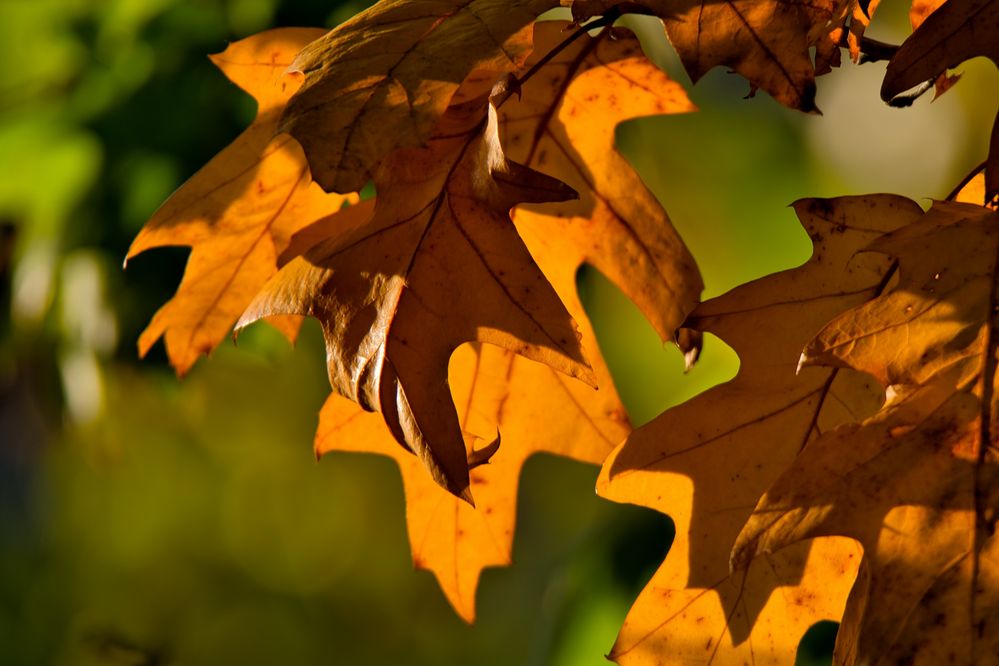 Leuchtender Herbst 