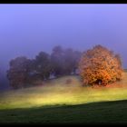 Leuchtender Herbst