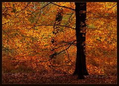 Leuchtender Herbst .........