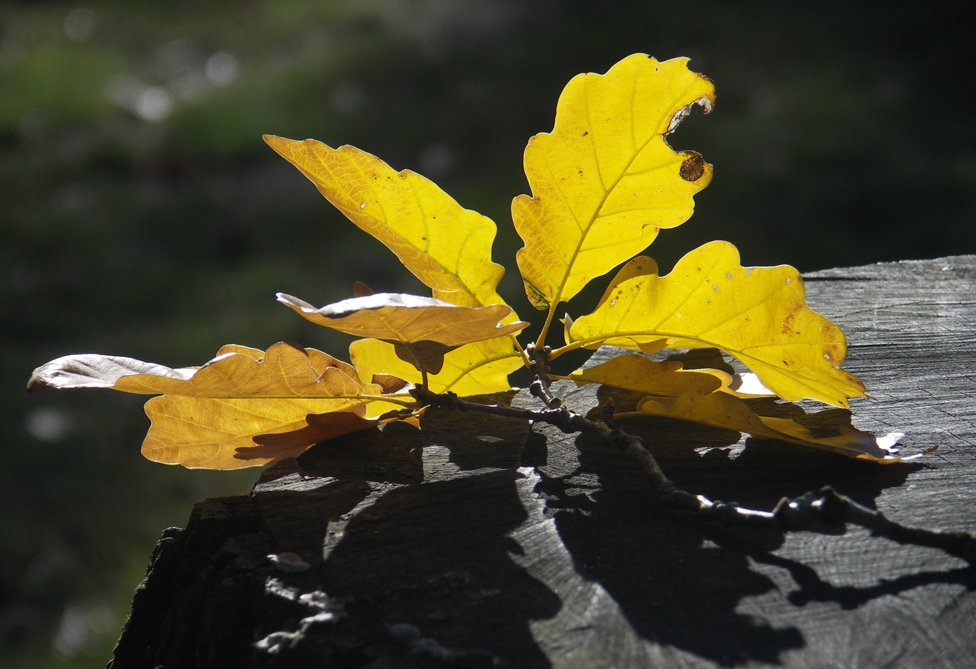 leuchtender Herbst